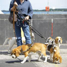 Beagles in Bad Schwartau